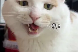 小猫句句回应的偏爱只给麻麻？ #夹子猫 #捡猫后续 #会说人话的猫咪 #这小猫谁养谁不迷糊啊视频封面