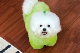 棉花糖爆改长江七号 #比熊 #不养狗不知道养狗的乐趣