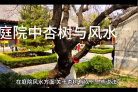 庭院中杏树与风水 #疗愈 #生命的力量 #哲理人生 #小知识视频封面