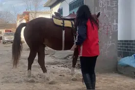 练成这样，付出很多，每天重复的练习，耐心，爱心，换来毛孩子的听话#爱马 #我的乡村生活视频封面