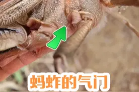 这就是蚂蚱的气门，通过它进行呼吸 #昆虫记 #蚂蚱视频封面