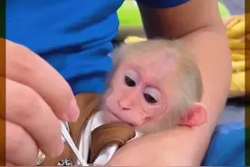 小猴子生病了，爸爸不厌其烦地给小猴子喂药，真的太有耐心了视频封面