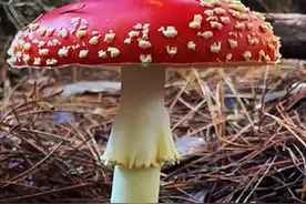 #你知道为什么采摘蘑菇时要拍一拍吗？视频封面