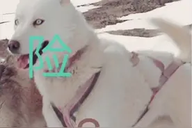 狗狗被遗弃在南极，艰难生存了175天后，终于迎来了主人的救援视频封面