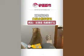 7月19日，吉林，两只猫吵架，白猫全程表情包，网友：还别说，我都想打它。视频封面