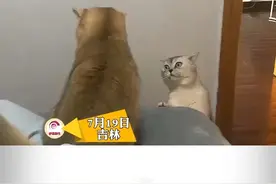 7月19日，吉林，两只猫吵架，白猫全程表情包，网友：还别说，我都想打它。视频封面