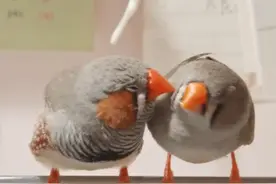 珍珠鸟：真好，朋友送我一对珍珠吵！#动物科普 #动物世界 #珍珠鸟 #抖音精选