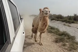 路过一只倒了驼峰的骆驼对我狂追不舍  差点把我挤沟里去 吓死我了#骆驼 #骆驼奶 #骆驼新星 @绿茵场骆驼视频封面