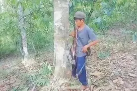 小伙爬上20米高的榴莲树摘榴莲，爬的比猴子还快