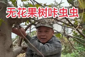 无花果树，天牛幼虫蛮喜欢蛀食打洞。晚秋修剪时注意观察一下，枝条上面粘有新鲜虫粪，里面必有坏虫虫，连枝带虫一起咔掉，明年春天重新发芽。#果树种植 #花卉绿植 #天牛幼虫 #修剪 #无花果