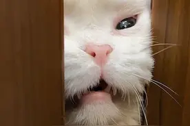一次做三个猫咪智商测试看看……#猫咪智商测试 #猫咪的迷惑行为视频封面