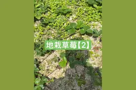 把草莓种地里，一年内啥也不管会长成什么样【2】 #新农人计划2024 #草莓 #草莓种植视频封面