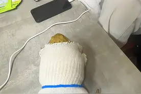 姐姐给癞蛤蟆改造的衣服🤣 #看一遍笑一遍 #人类幼崽迷惑行为大赏 #当人类幼崽遇到小动物 #癞蛤蟆 #神奇动物在抖音视频封面