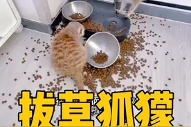 养狐獴需谨慎…#奇异动物召集令 #萌宠日常记录 #狐獴 #动物的迷惑行为 #动物园园长