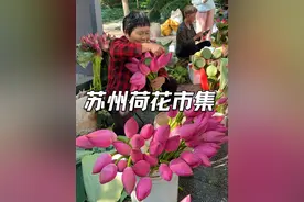 在苏州你可以错过梅花季，樱花季，那么夏天的荷花季一定不要错过！期待苏州的夏天，阿婆手中现摘现卖的荷花花束，还有新鲜的莲蓬和当季水果！#苏州旅游 #苏州荷花集市 #江南水乡美如画 #想看看你相册里的花花 #荷花视频封面