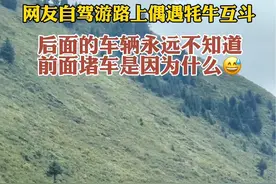 网友自驾游路上偶遇耗牛互斗，后面的车辆永远不知道前面堵车是因为什么#高原牦牛 #牛挡路视频封面
