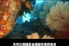 红珊瑚，无法再生的珍贵#矿物晶体 #大自然的搬运工 #科普一下 #神奇动物在抖音 #海洋生物视频封面