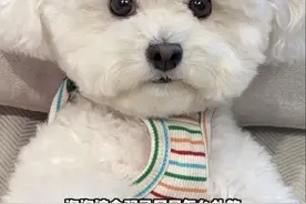 小狗双马尾教程来啦！ 超简单又超可爱！#修狗 #比熊 #狗狗 #萌宠日常记录 #它真的好像个小宝宝