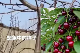 女子两次网购车厘子树却结出海棠果，不信邪又买了第三次。#网购翻车 #车厘子树苗视频封面