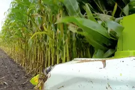 #克拉斯青贮机 捷豹870 #原声分享 #现代农业机械 #农机视频 @抖音短视频 #青贮机视频封面