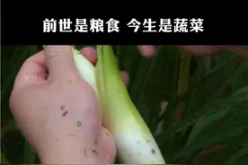 茭白本名叫菰，原本是正经的粮食产物，后来受黑粉菌的影响茎部变得异常庞大，做成食物后发现十分鲜美视频封面