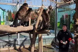 #临汾市动物园 #过年氛围提前搞起来了 这也太好玩儿了吧！