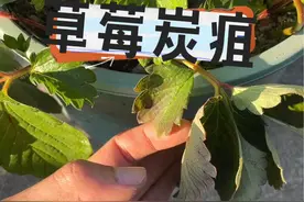 草莓炭疽病的表现以及防治方法#盆栽草莓 #草莓苗 #草莓🍓 #dou来一起种草莓