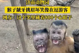 （自采原创）成精了？济南动物园#猴子挑眉坏笑逗游客仿佛藏有800个心眼子 #猴子成精 #动物园 #政媒原创作者联盟 （素材@财神爷的小宝贝❣️ ）