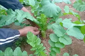 白萝卜你把老叶黄叶去掉，萝卜会长的更好，叶子多了养分跑叶子上 视频封面