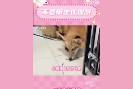 狐狸回家啊#宠物#难过#爱宠#狐狸#访谈视频封面