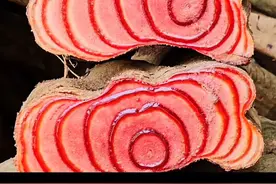 鸡血藤是豆科属的一种多年生木质藤本，最高可以长到数十米高，在六到七月开这种叠状花序，十一月果实走像成熟，上好的鸡血藤，环纹密集血色充足，最为佳品，它主要分布在我国南方的山谷林间或山地灌木丛中#鸡血藤 #识百草 #植物科普