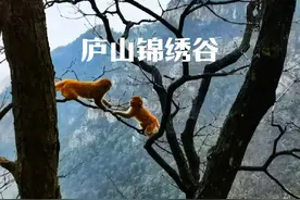 庐山锦绣谷景色一般般，山谷里顽皮的猴子在树间枝头追逐打闹