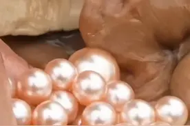 从沙粒到珍珠，贝壳里的珍珠是如何形成的？#涨见识 #生物科普 #珍珠  #科普一下 #知识科普视频封面