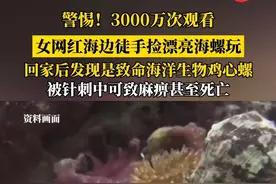 不要被外表迷惑！国外女网红海边徒手捡起致命鸡心螺，被其毒针刺中可致麻痹甚至死亡，海洋中的“绝命毒师” #鸡心螺 #毒 #海洋生物