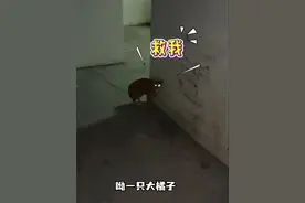 喵语导航！把小猫从车库喊出来～#喵喵大王 #猫语十级 #召唤猫术