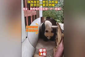 圆滚滚的大熊猫来了！陕西周至一野生大熊猫跑到农户家中熟睡。那么问题来了，陕西什么时候能实现一户一熊猫？
