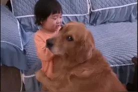 护娃狂魔“哈利”，一只对小主人无限制宠爱的金毛#金毛 #狗保姆 #宠物与孩子 #狗和孩子一起长大 #狗子成精了