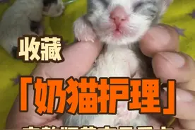 完整版小奶猫护理，每个点都说到了 全部都是重点，特别黄字，能学到多少看你自己#小猫接生 #小猫喂奶 #小猫怎么养 #小奶猫 #小奶猫的成长日记视频封面