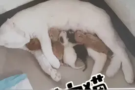 黑猫白猫生橘猫还可能因为这个！ #猫咪的迷惑行为 #白猫 #橘猫 #这猫咪有点扎手 #萌宠出道计划视频封面