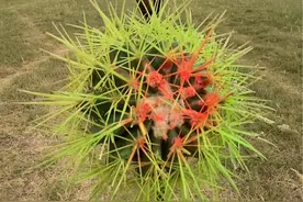 老驼吃嫩草#骆驼 #仙人球 @绿茵场骆驼