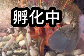 蓝龙虾卵孵化过程#养殖基地 #我的农场生活 #观赏虾 #鱼缸里的大自然视频封面