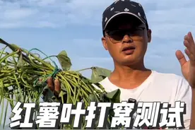 红薯叶打窝钓草鱼测试，这操作让有些鱼都找不到家了 #无畏号gps