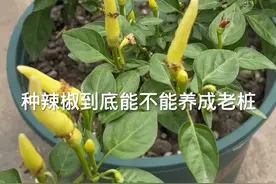 今年不要再买辣椒秧苗种了，去年种的辣椒修剪掉枝条，还能继续开花结果，是可以养成辣椒树老桩的，一般人我不告诉她。#自己种的纯天然的绿色蔬菜#记录我的种植生活 #辣椒种植 #种植小技巧