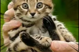 黑色脚底的猫，一定要小心#黑足猫视频封面