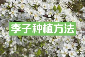 从开花到李干，李子的种植方法全过程 #抖音商城 #新农人计划2024视频封面