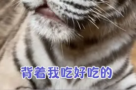 今天吃点不一样的 #白虎 #宫百万 #小老虎有什么坏心思呢