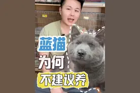 蓝猫为什么不建议养？看完这期你还想养蓝猫吗？#济南买猫 #济南猫舍 #济南宠物店 #蓝猫 #蓝猫弃养