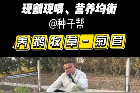 开春养鹅一定要种点菊苣，现割现喂营养好，多年收割产量高 #牧草养鹅#菊苣#菊苣种子#牧草种植#牧草养殖视频封面