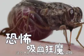 5种吸食人血的危险昆虫！#观察昆虫 #虫虫别过来 #蜱虫 #接吻虫视频封面