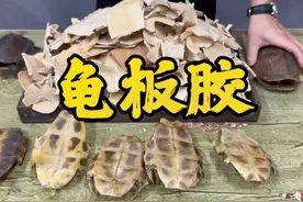 龟鹿二仙膏的主料之一 龟板胶#老祖宗传下来的民间秘方 #老手艺